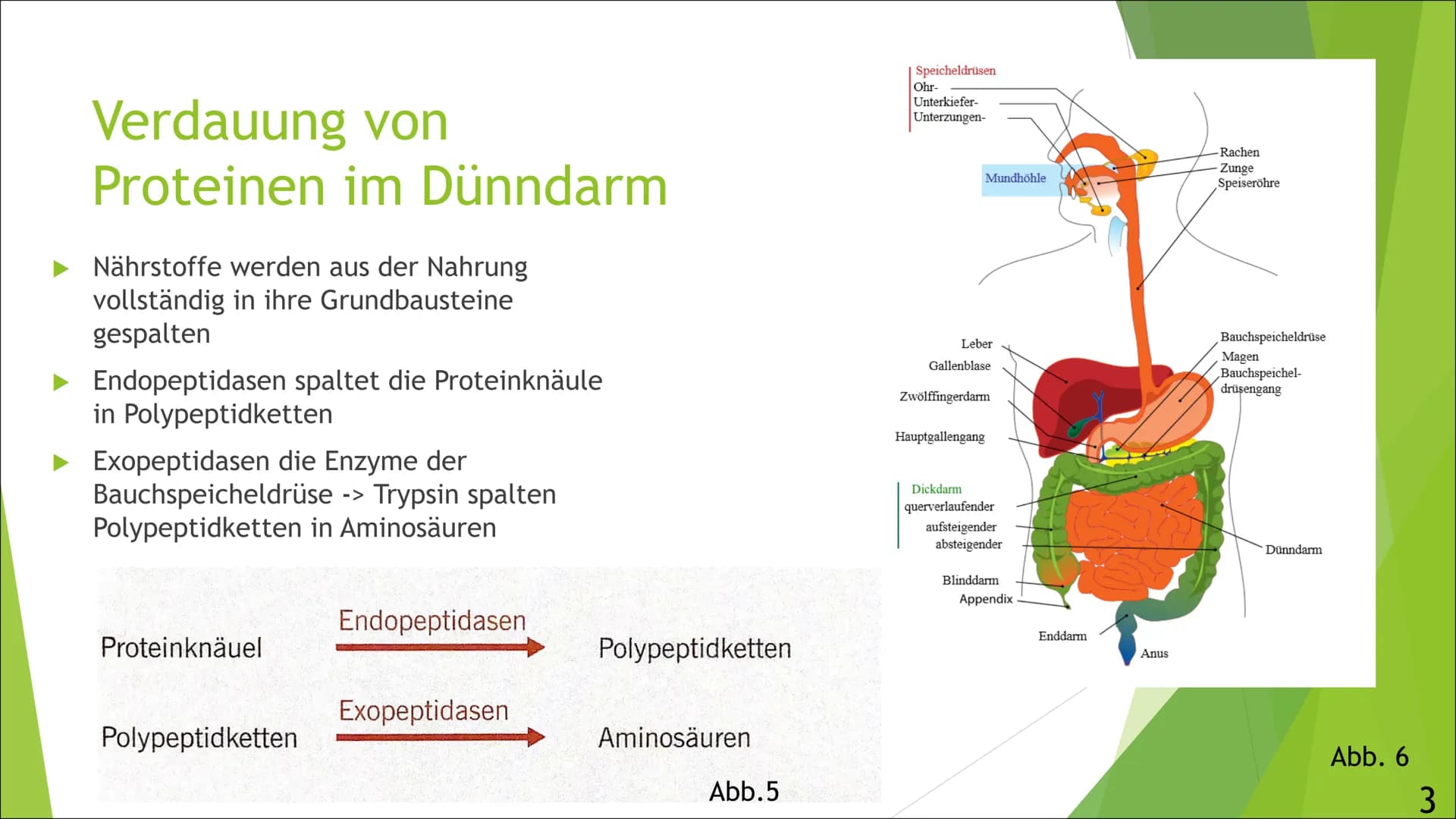 Abb.1
Verdauung und
Resorption von
Proteinen
Von Luisa
Ernährung,
und
01.10.2021, Inhaltsangabe
► Allgemeines über die Verdauung von Protein