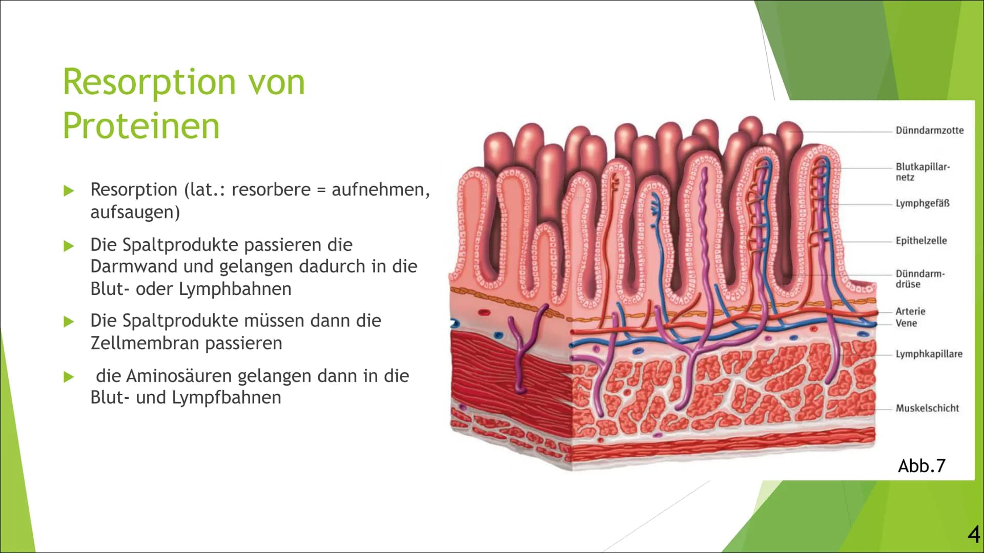Abb.1
Verdauung und
Resorption von
Proteinen
Von Luisa
Ernährung,
und
01.10.2021, Inhaltsangabe
► Allgemeines über die Verdauung von Protein