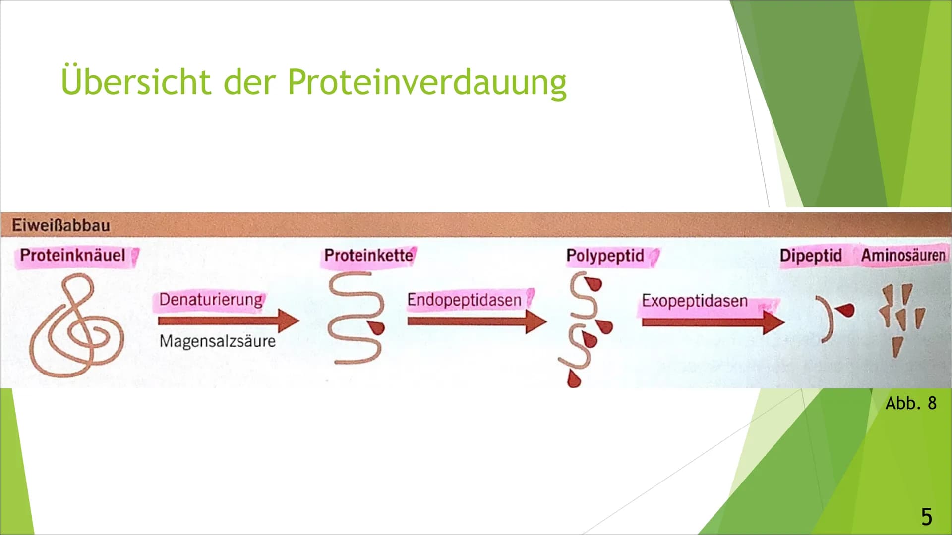 Abb.1
Verdauung und
Resorption von
Proteinen
Von Luisa
Ernährung,
und
01.10.2021, Inhaltsangabe
► Allgemeines über die Verdauung von Protein