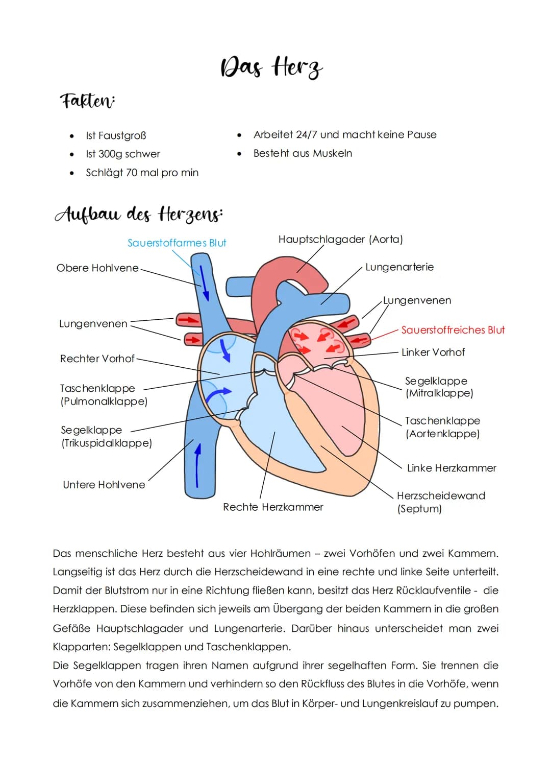 Fakten
●
●
Ist Faustgroß
Ist 300g schwer
Schlägt 70 mal pro min
Aufbau des Herzens:
Obere Hohlvene.
Lungenvenen
Sauerstoffarmes Blut
Rechter