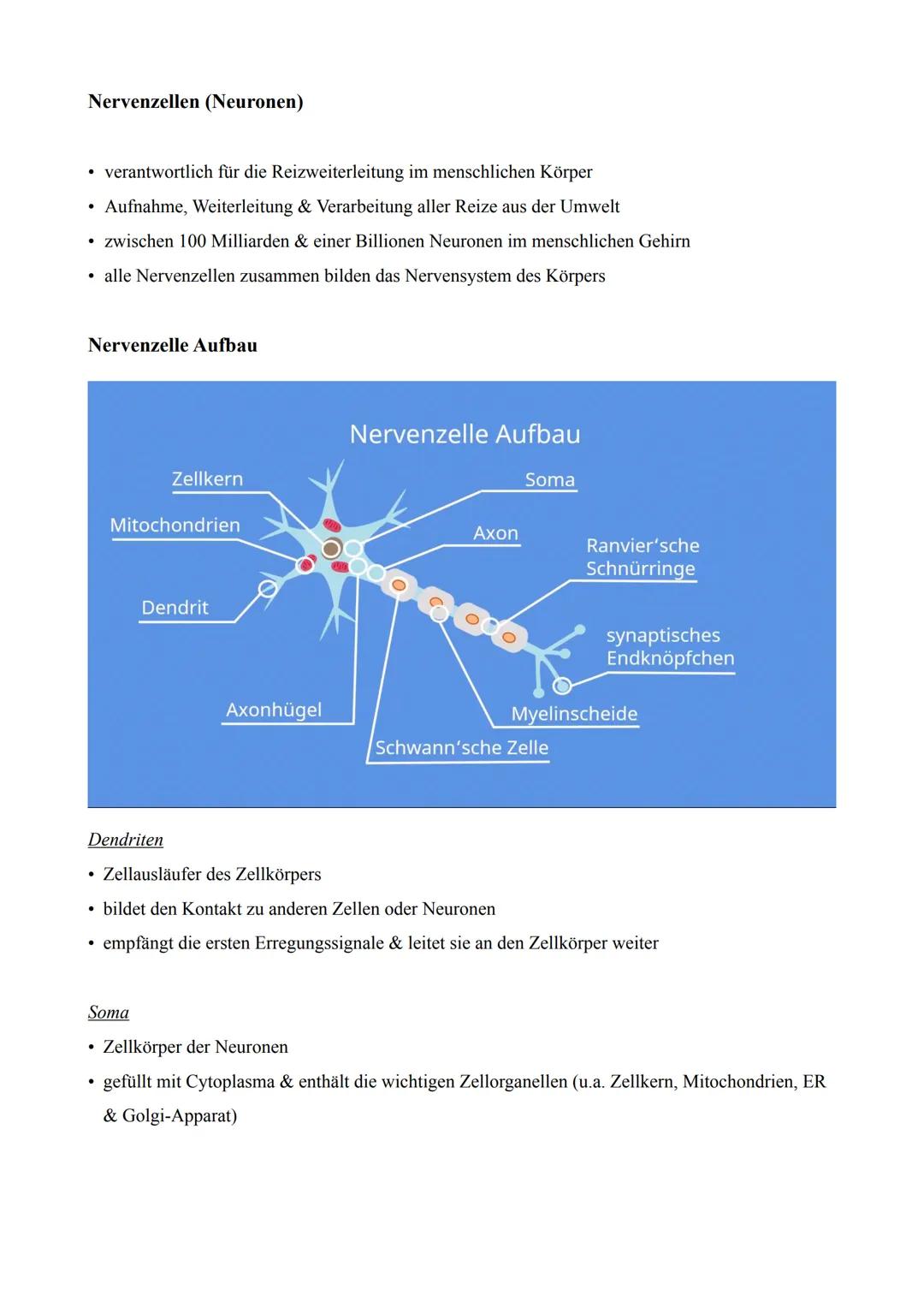 Nervenzellen (Neuronen)
• verantwortlich für die Reizweiterleitung im menschlichen Körper
• Aufnahme, Weiterleitung & Verarbeitung aller Rei