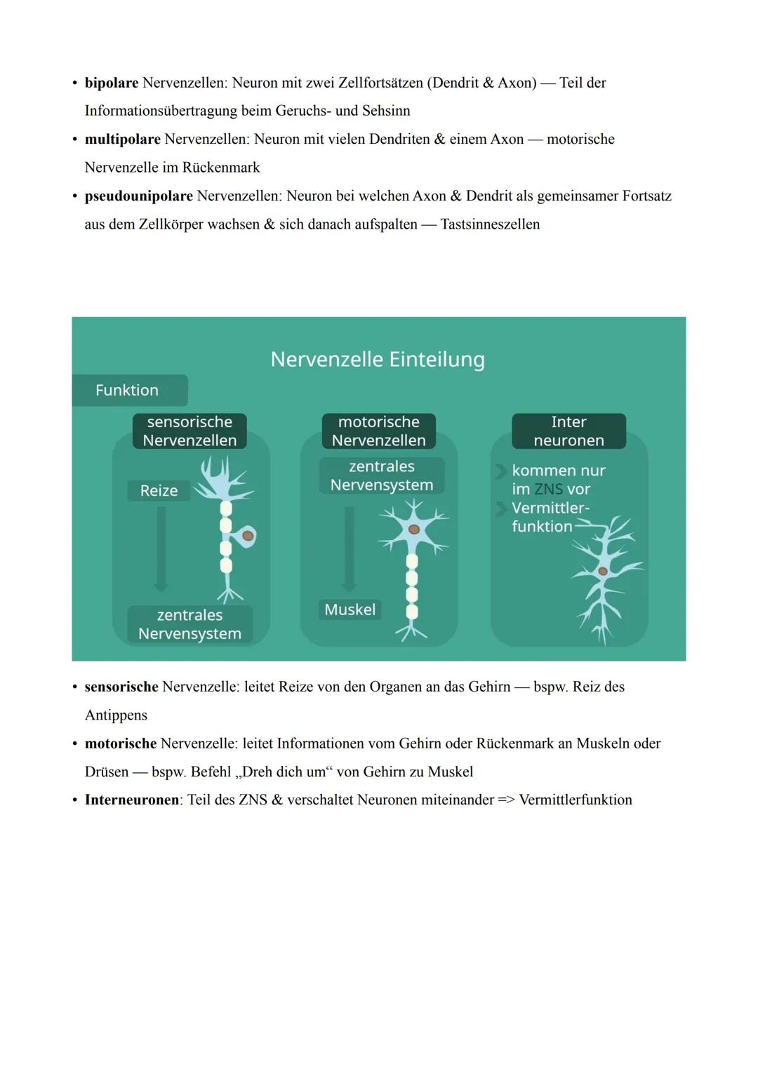 Nervenzellen (Neuronen)
• verantwortlich für die Reizweiterleitung im menschlichen Körper
• Aufnahme, Weiterleitung & Verarbeitung aller Rei
