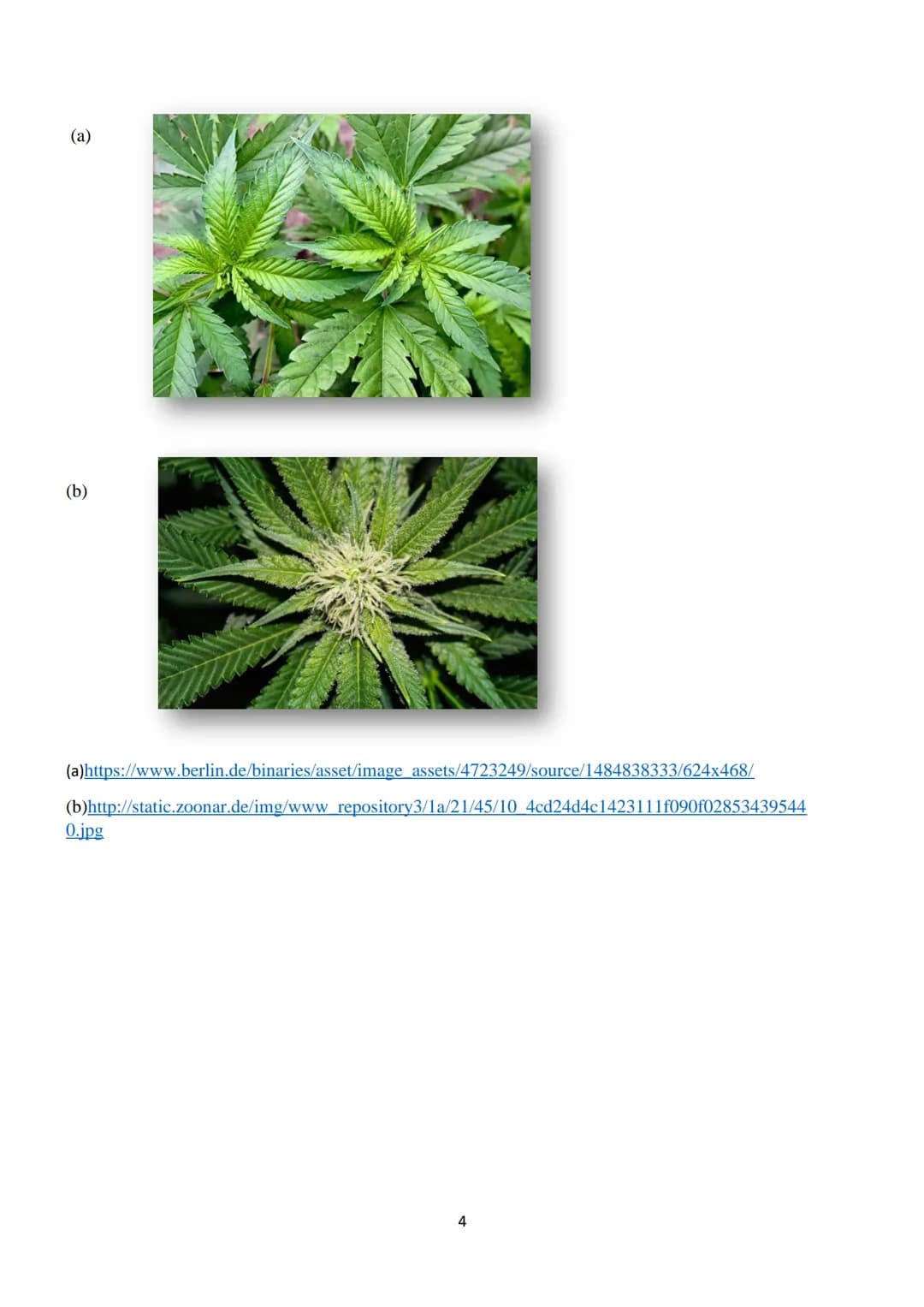 Sollte Cannabis legalisiert werden?
Unsere Gesellschaft ist längst von Suchtmitteln wie Alkohol und Zigaretten geprägt. Sie werden von uns
a