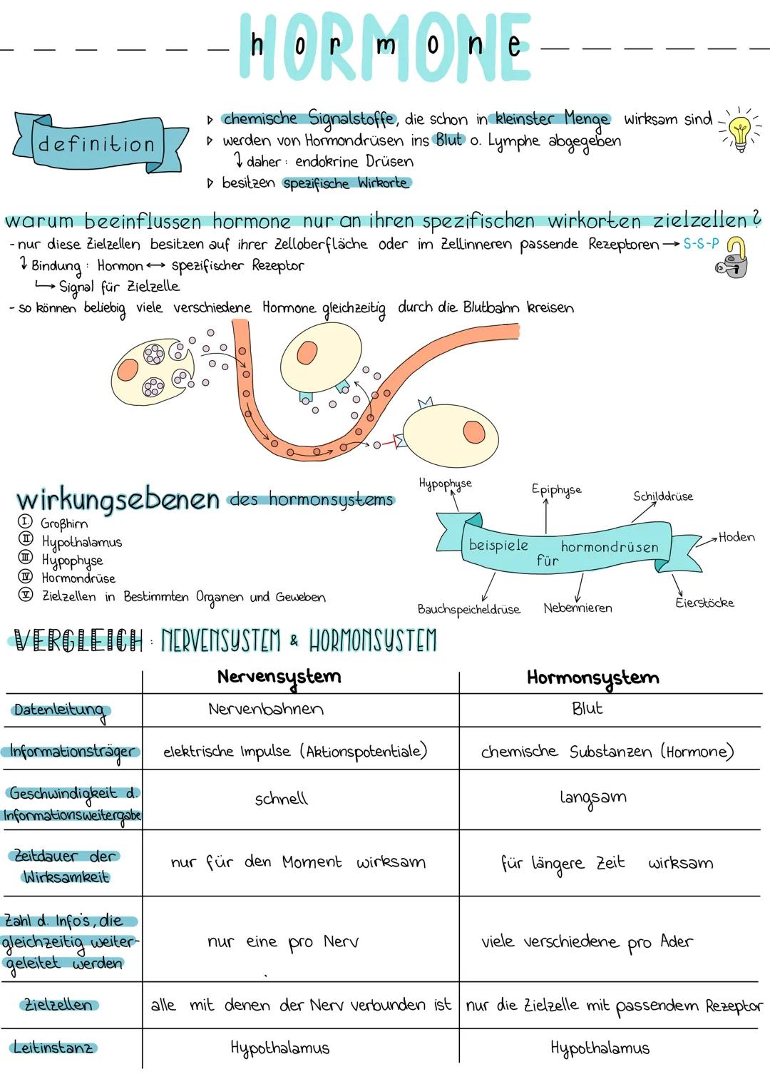 definition
warum beeinflussen hormone nur an ihren spezifischen wirkorten zielzellen ?
- nur diese Zielzellen besitzen auf ihrer Zelloberflä