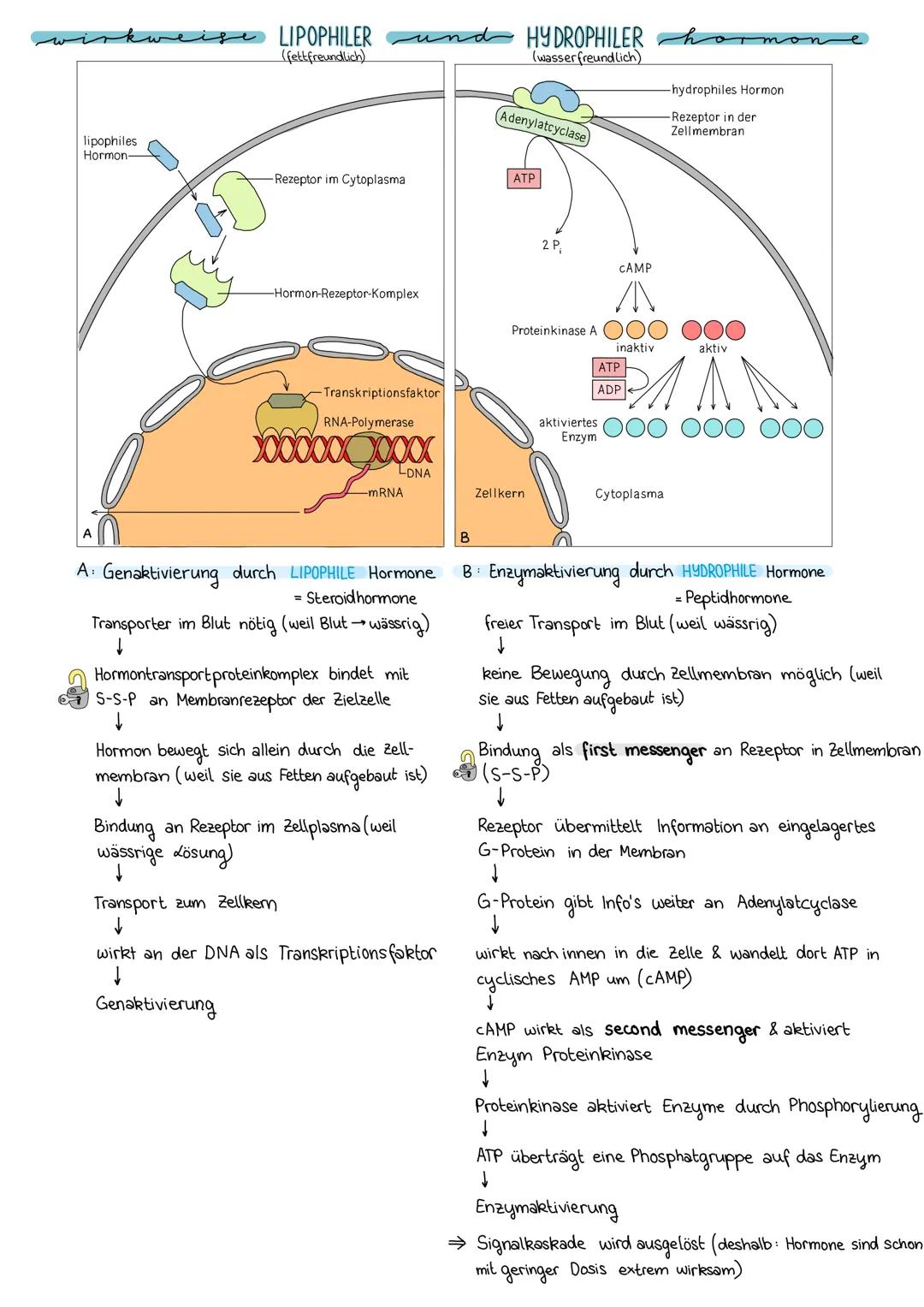 definition
--hormone------
▷ chemische Signalstoffe, die schon in kleinster Menge wirksam sind
▷ werden von Hormondrüsen ins Blut o. Lymphe 