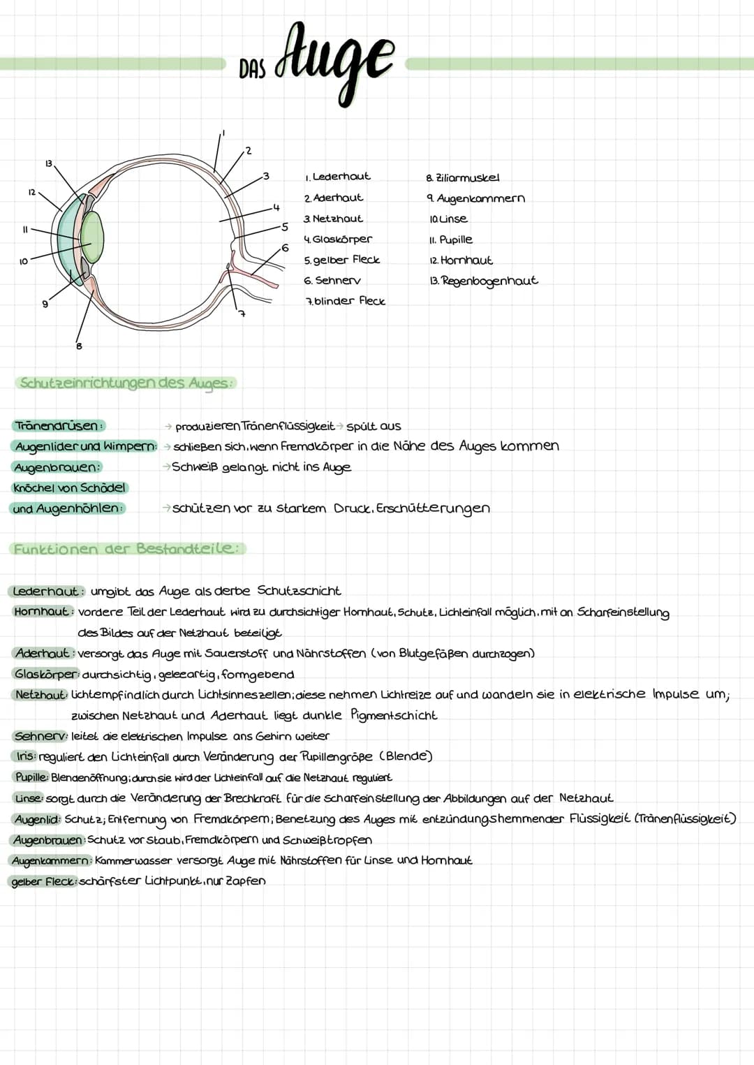 11
10
12
13
Schutzeinrichtungen des Auges:
Tränenarusen:
Augenlider und Wimpern:
Augenbrauen:
Knöchel von Schädel
und Augenhöhlen:
DUS Auge
