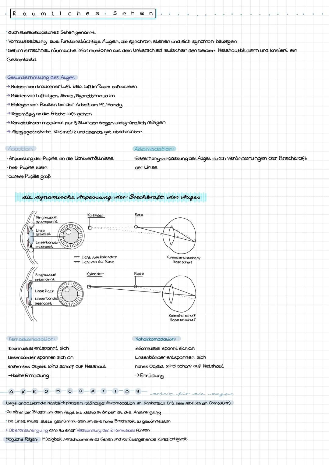 11
10
12
13
Schutzeinrichtungen des Auges:
Tränenarusen:
Augenlider und Wimpern:
Augenbrauen:
Knöchel von Schädel
und Augenhöhlen:
DUS Auge
