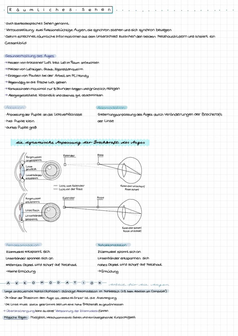 11
10
12
13
Schutzeinrichtungen des Auges:
Tränenarusen:
Augenlider und Wimpern:
Augenbrauen:
Knöchel von Schädel
und Augenhöhlen:
DUS Auge
