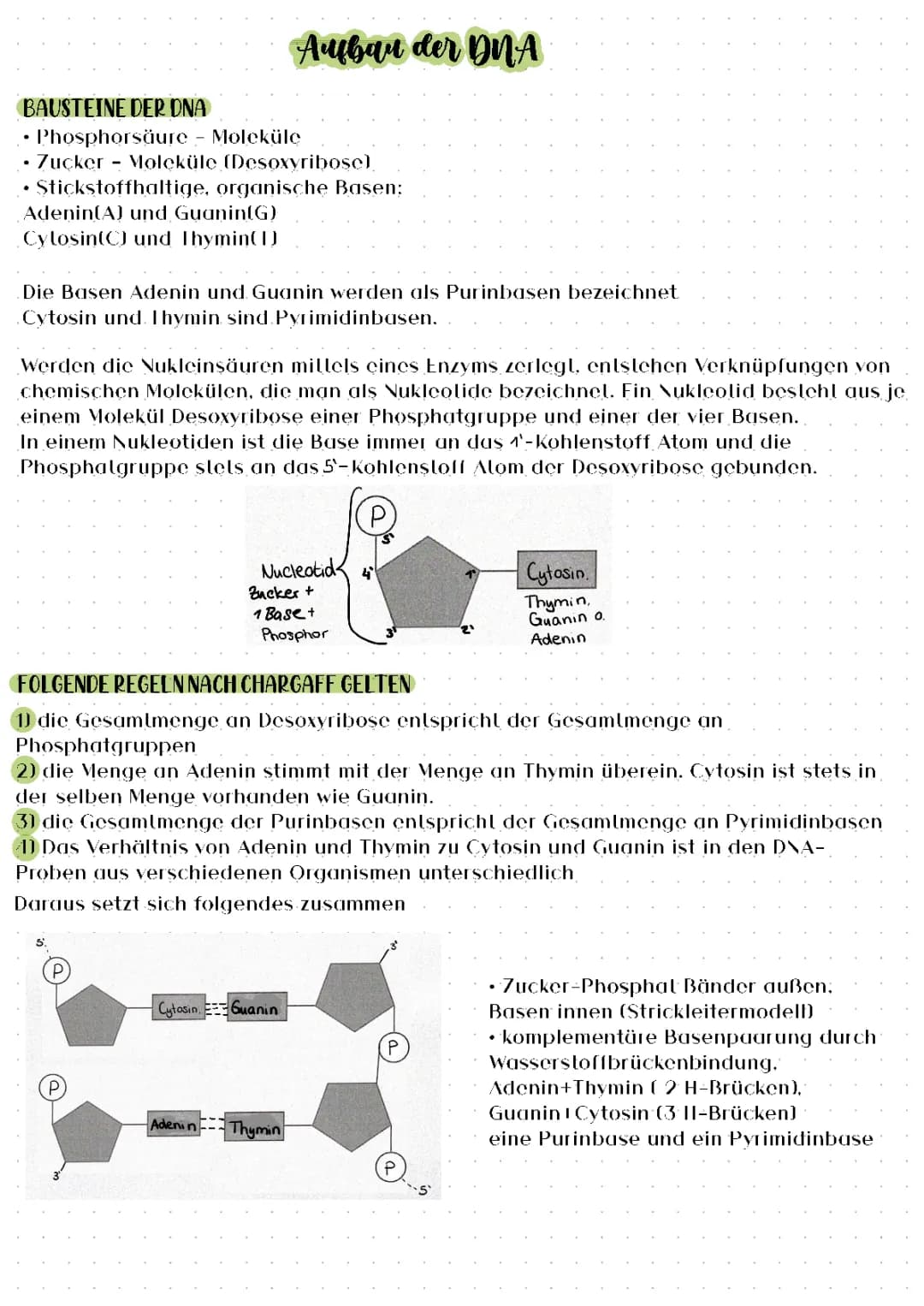 Aufbau der DNA