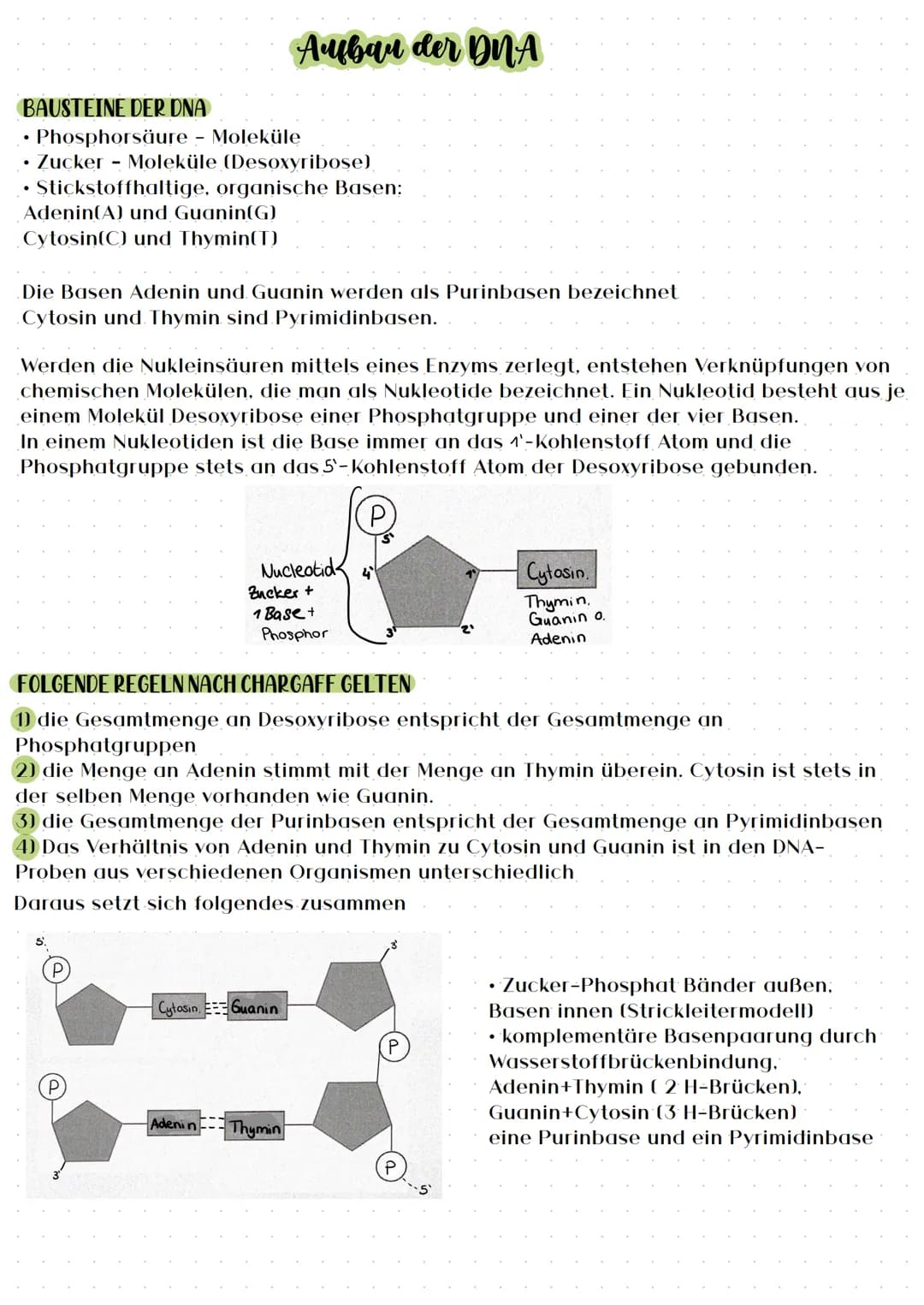 BAUSTEINE DER DNA
Phosphorsäure - Moleküle
Zucker - Moleküle (Desoxyribose)
Stickstoffhaltige, organische Basen:
●
Adenin(A) und Guanin(G)
C