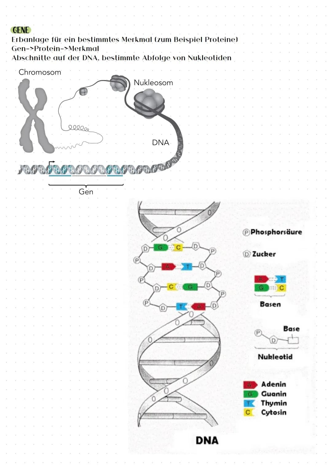 BAUSTEINE DER DNA
Phosphorsäure - Moleküle
Zucker - Moleküle (Desoxyribose)
Stickstoffhaltige, organische Basen:
●
Adenin(A) und Guanin(G)
C