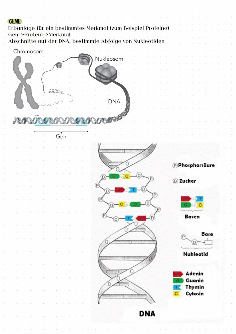 BAUSTEINE DER DNA
Phosphorsäure - Moleküle
Zucker - Moleküle (Desoxyribose)
Stickstoffhaltige, organische Basen:
●
Adenin(A) und Guanin(G)
C