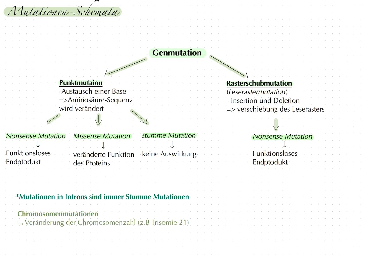 Arten der Genmutationen
Punktmutation: Austausch einer Base
1. stumme Mutation:
Wenn es im Intron stattfindet -> keine Auswirkung
- Wenn es 