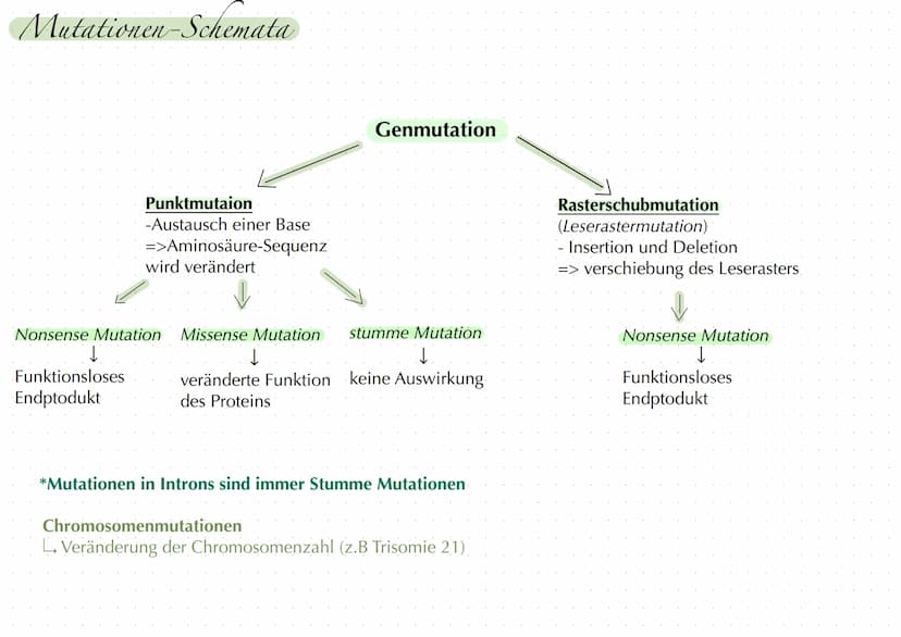 Arten der Genmutationen
Punktmutation: Austausch einer Base
1. stumme Mutation:
Wenn es im Intron stattfindet -> keine Auswirkung
- Wenn es 