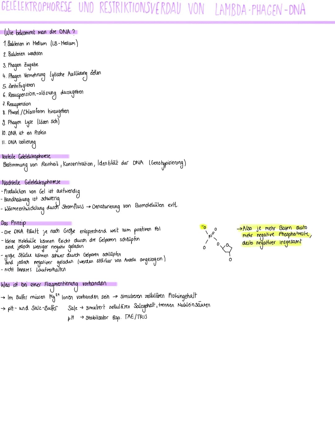 Gelelektrophorese und Restriktionsverdau 