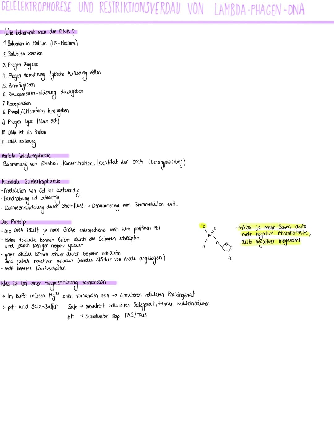 GELELEKTROPHORESE UND RESTRIKTIONSVERDAU VON LAMBDA-PHAGEN-DNA
Wie bekommt man die ONA ?
1. Bakterien in Medium (LB-Medium)
2. Ballerien wac