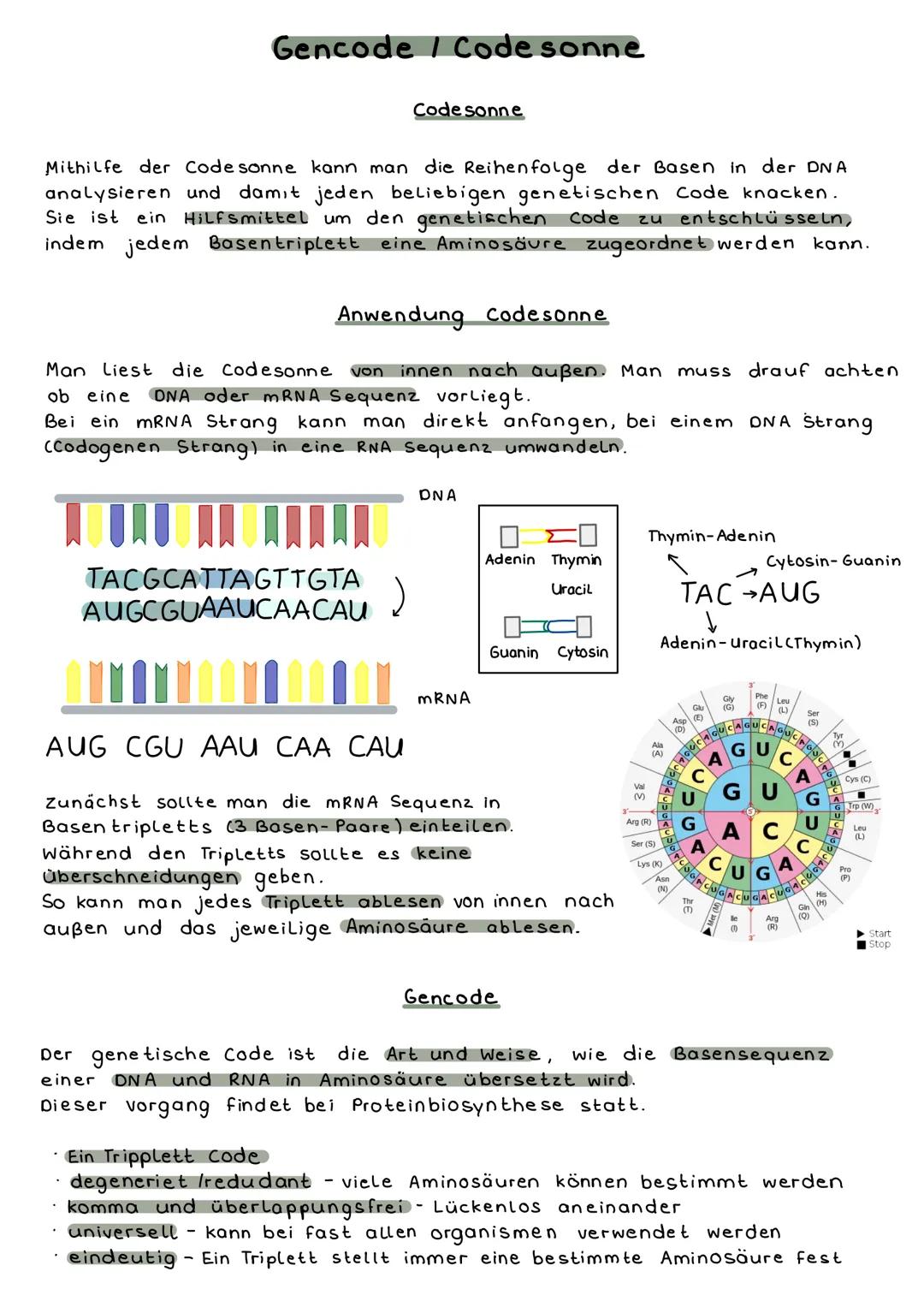 Gencode / Code sonne
Mithilfe der Codesonne kann man die Reihenfolge der Basen in der DNA
analysieren und damit jeden beliebigen genetischen