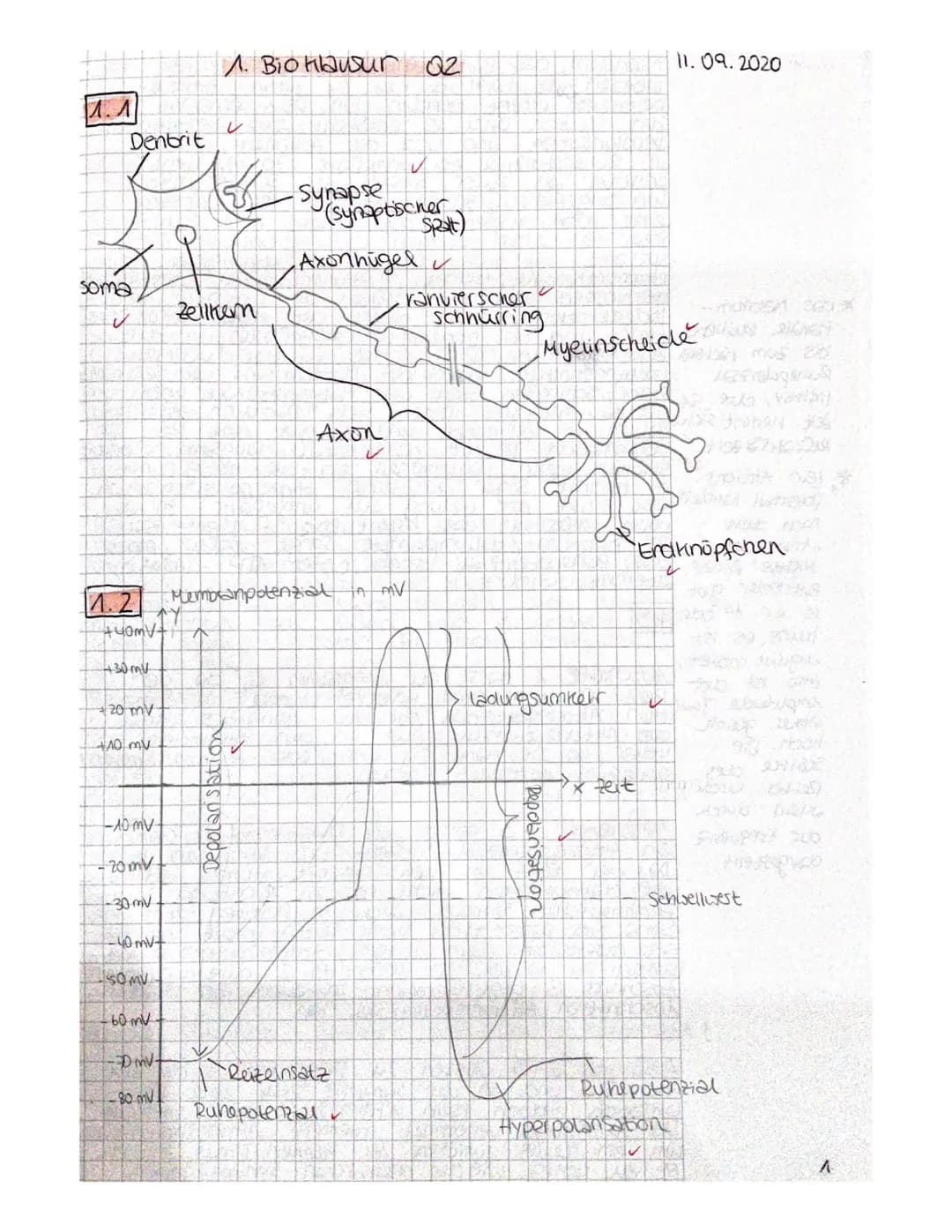 1.1
Denbrit
soma
1.2
+40mV+
430mV
+20 mv
+10 my
-10 mV
- 20mV
-30 mV
-40 mV+
SOMV
-60 mV
-DmVt
-80 mV
1. Bio klausur Q2
U
Zellkem
^
Membranp