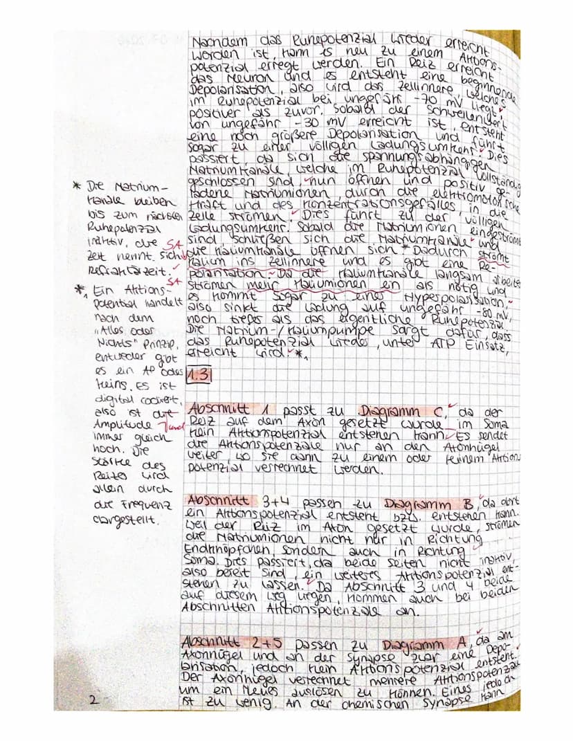 1.1
Denbrit
soma
1.2
+40mV+
430mV
+20 mv
+10 my
-10 mV
- 20mV
-30 mV
-40 mV+
SOMV
-60 mV
-DmVt
-80 mV
1. Bio klausur Q2
U
Zellkem
^
Membranp