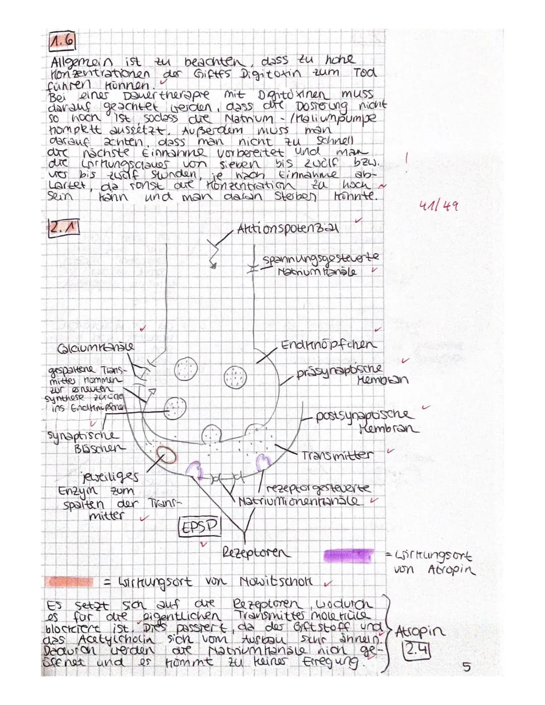 1.1
Denbrit
soma
1.2
+40mV+
430mV
+20 mv
+10 my
-10 mV
- 20mV
-30 mV
-40 mV+
SOMV
-60 mV
-DmVt
-80 mV
1. Bio klausur Q2
U
Zellkem
^
Membranp