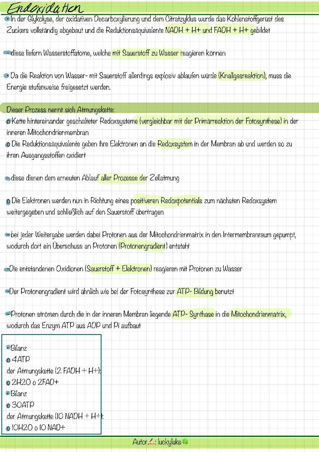 Zellatmung für Kinder: Wie viel ATP entsteht bei der Atmungskette?