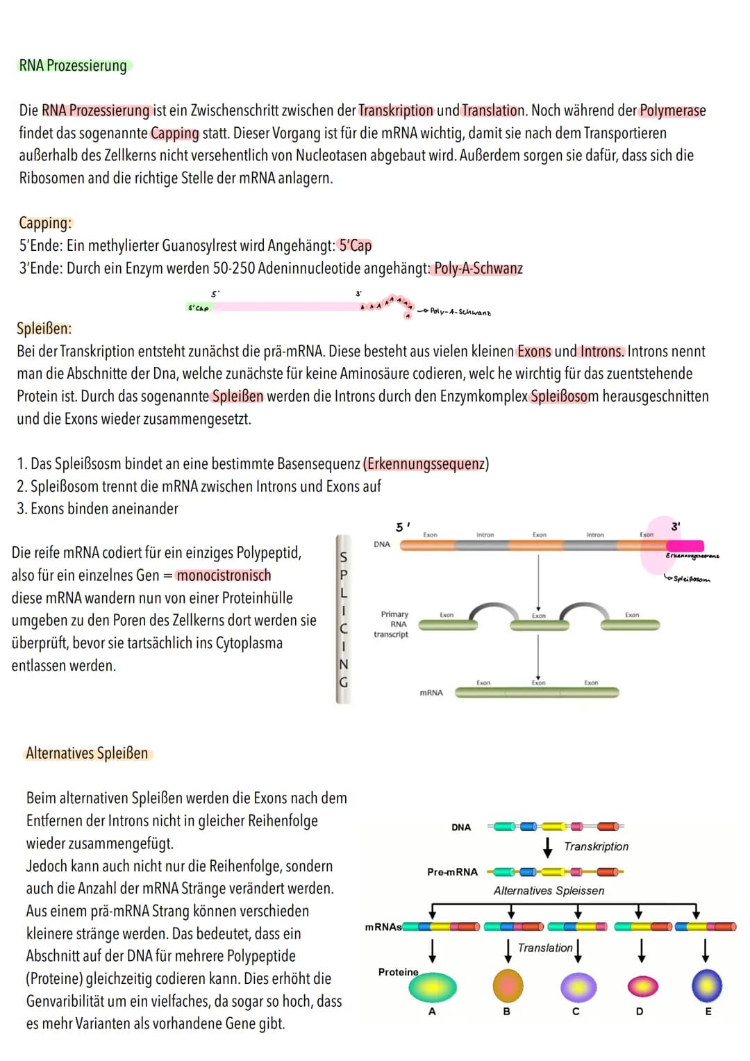 RNA Prozessierung
Die RNA Prozessierung ist ein Zwischenschritt zwischen der Transkription und Translation. Noch während der Polymerase
find
