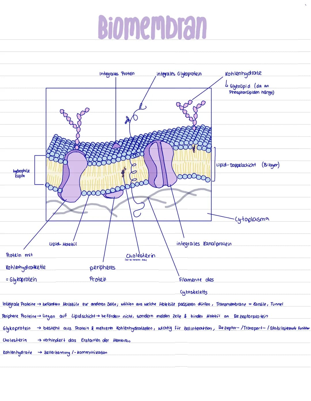 hydrophile
Köpfe
Protein mit
Kohlenhydratkette
= Glykoproteín
Lipid- Molekül
Biomembran
integrales Protein
peripheres
Protein
integrales Gly