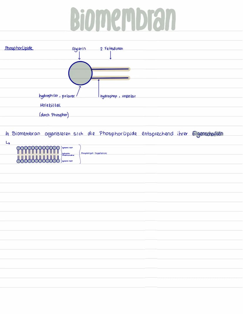 hydrophile
Köpfe
Protein mit
Kohlenhydratkette
= Glykoproteín
Lipid- Molekül
Biomembran
integrales Protein
peripheres
Protein
integrales Gly