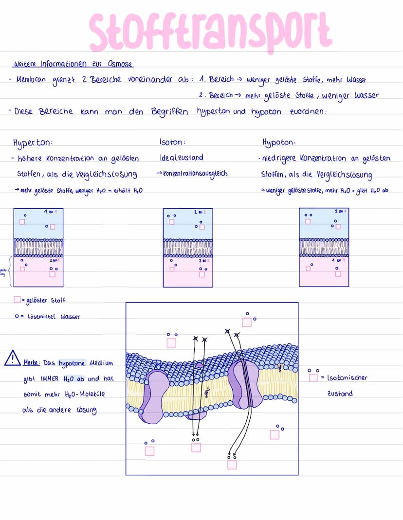 hydrophile
Köpfe
Protein mit
Kohlenhydratkette
= Glykoproteín
Lipid- Molekül
Biomembran
integrales Protein
peripheres
Protein
integrales Gly