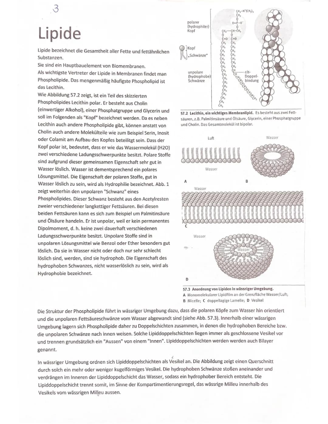 Aufbau und Funktion der Biomembran