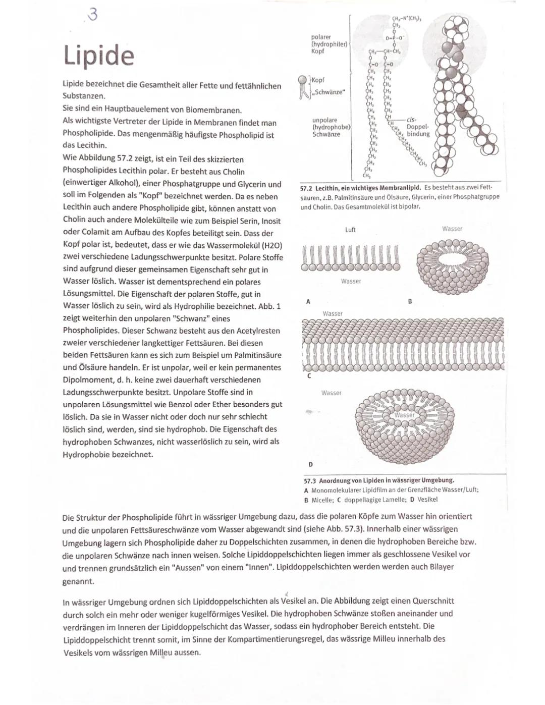 Biomembran: Aufbau, Funktion und Eigenschaften einfach erklärt