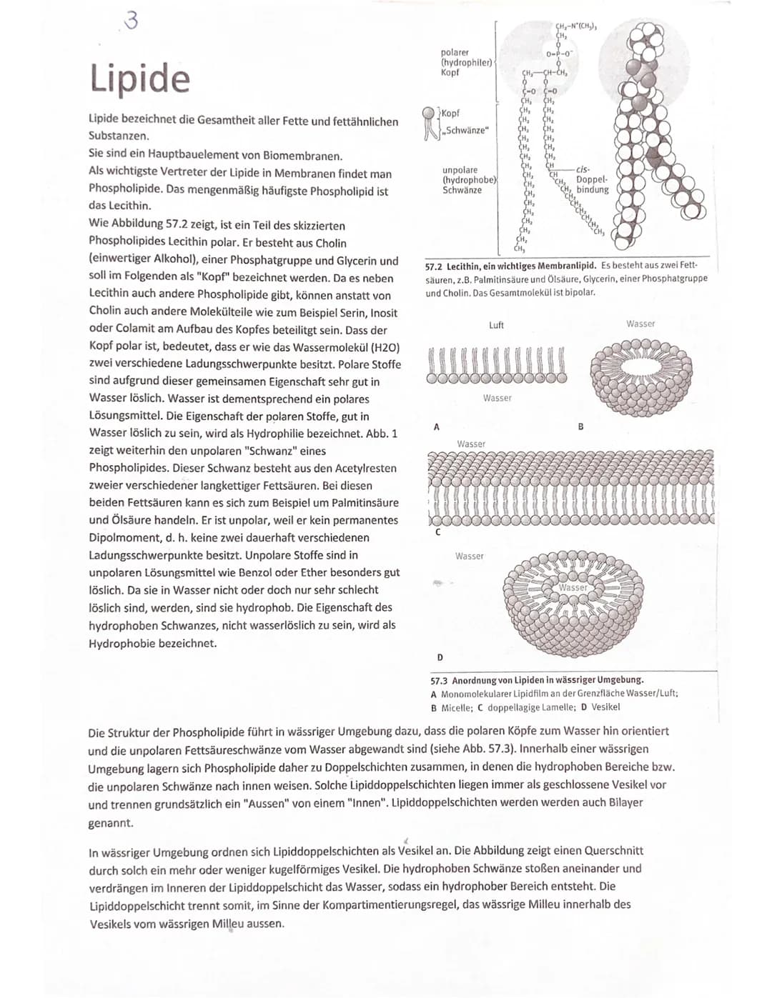 Lipide
Lipide bezeichnet die Gesamtheit aller Fette und fettähnlichen
Substanzen.
Sie sind ein Hauptbauelement von Biomembranen.
Als wichtig