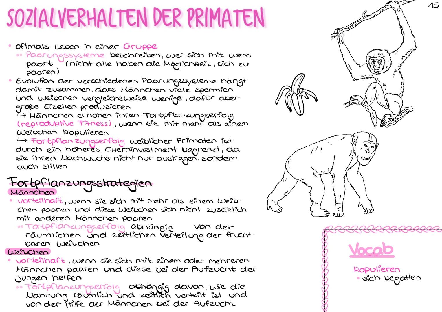 # SOZIALVERHALTEN DER PRIMATEN

• oftmals Leben in einer Gruppe

• Paarungssysteme beschreiben, wer sich mit wem
paart (nicht alle haben die