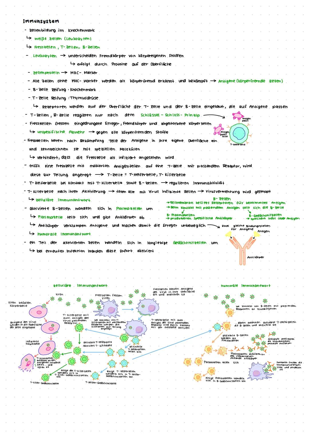# Bakterien

→ Bakterien sind Einzeller ohne zellkern

verbreitungsweise: 2.8. durch die Nahrung, Körperkontakt, Einatmen (alle 20-30 min)

