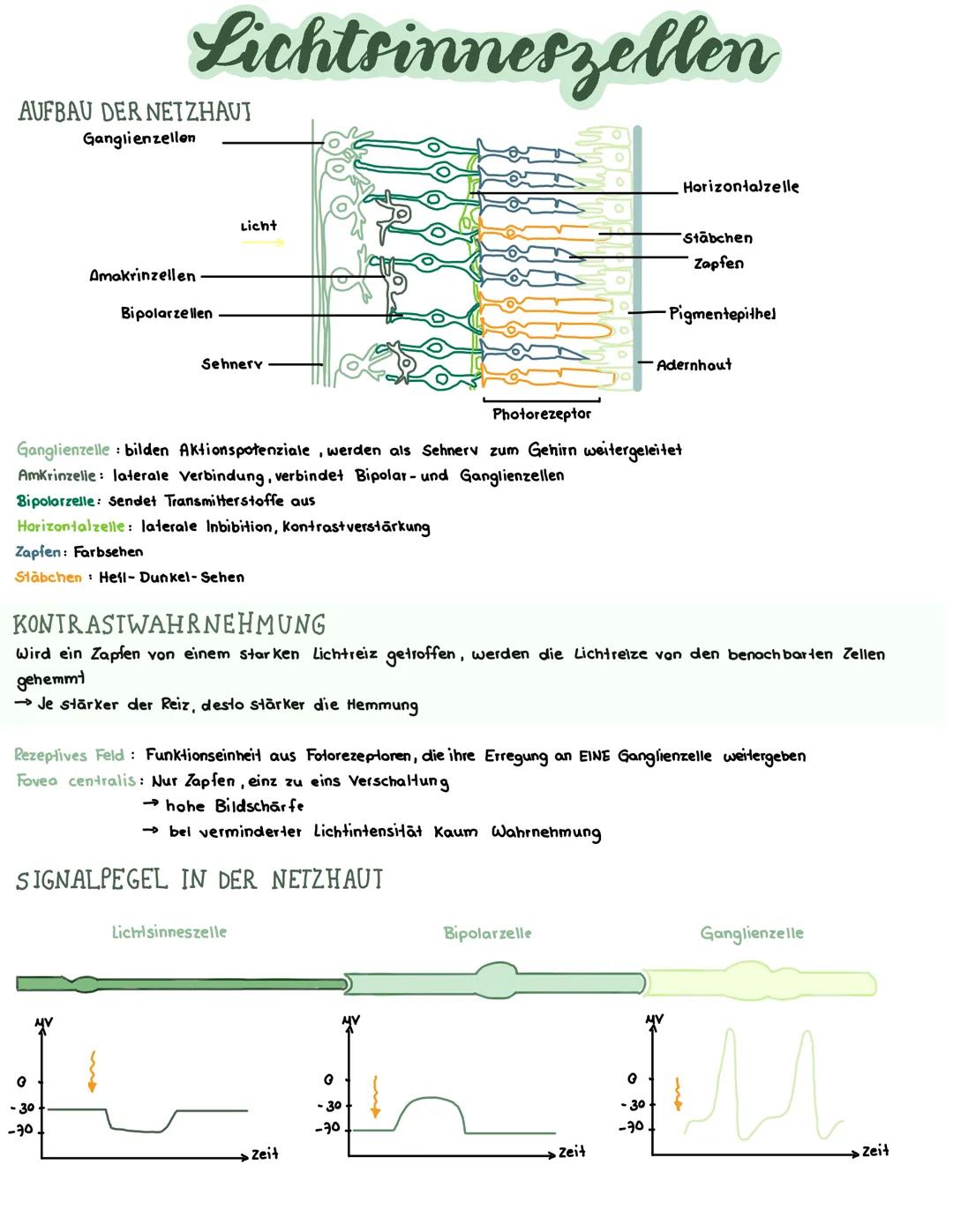 Auge und Lichtsinneszelle 