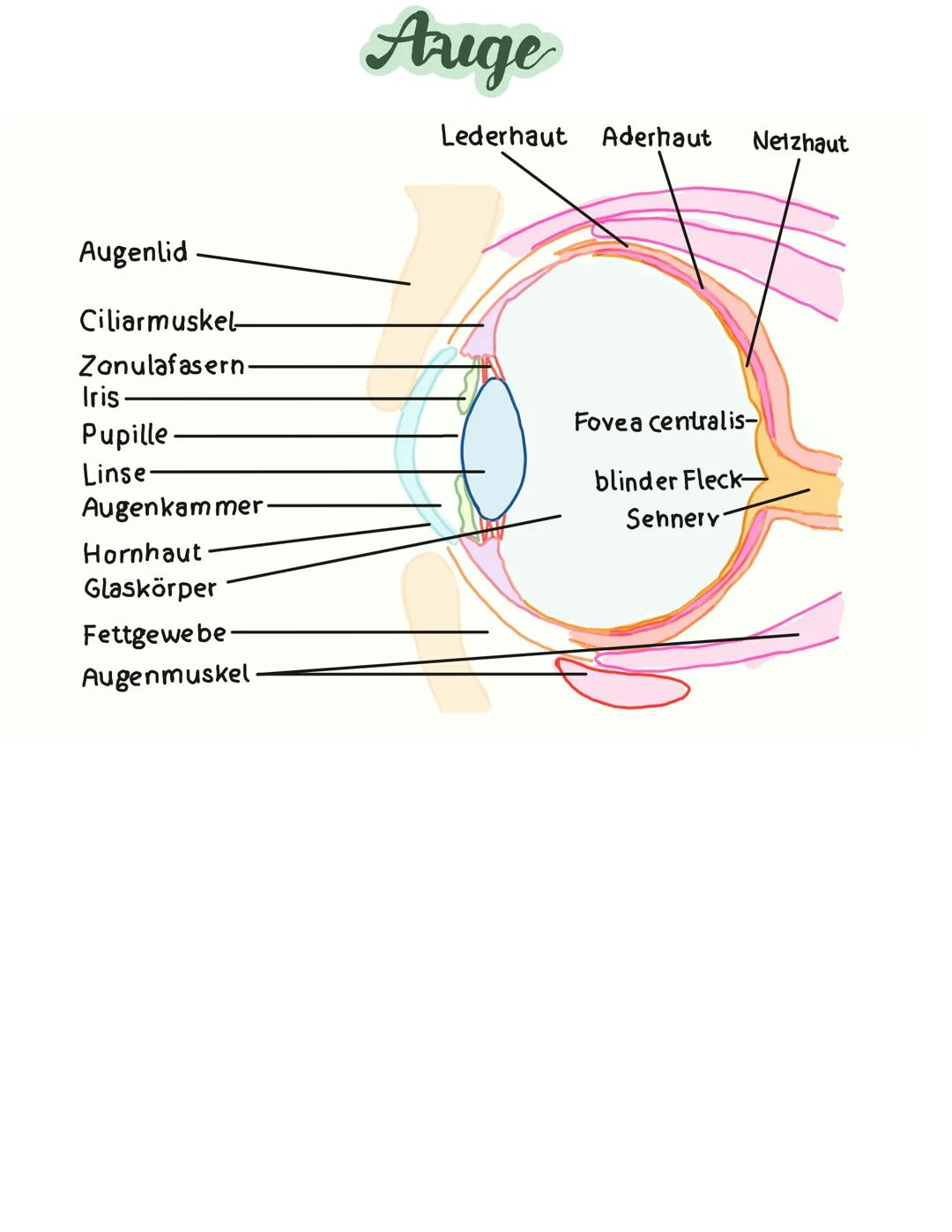 # Lichtsinneszellen

AUFBAU DER NETZHAVI

Ganglienzellen

Licht

Amakrinzellen

Bipolarzellen

Sehnery

Photorezeptor

Horizontalzelle

Stäb