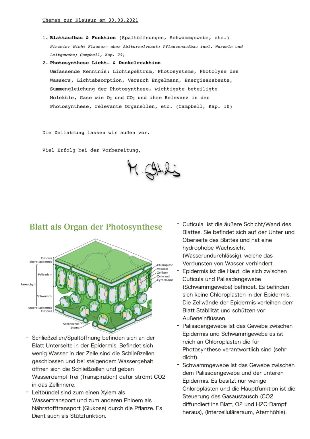 Themen zur Klausur am 30.03.2021
1. Blattaufbau & Funktion (Spaltöffnungen, Schwammgewebe, etc.)
Hinweis: Nicht Klausur- aber Abiturrelveant