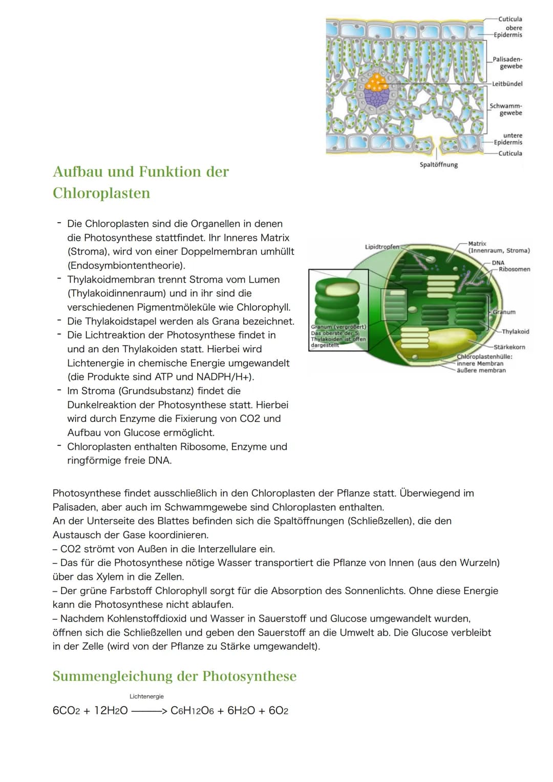 Themen zur Klausur am 30.03.2021
1. Blattaufbau & Funktion (Spaltöffnungen, Schwammgewebe, etc.)
Hinweis: Nicht Klausur- aber Abiturrelveant