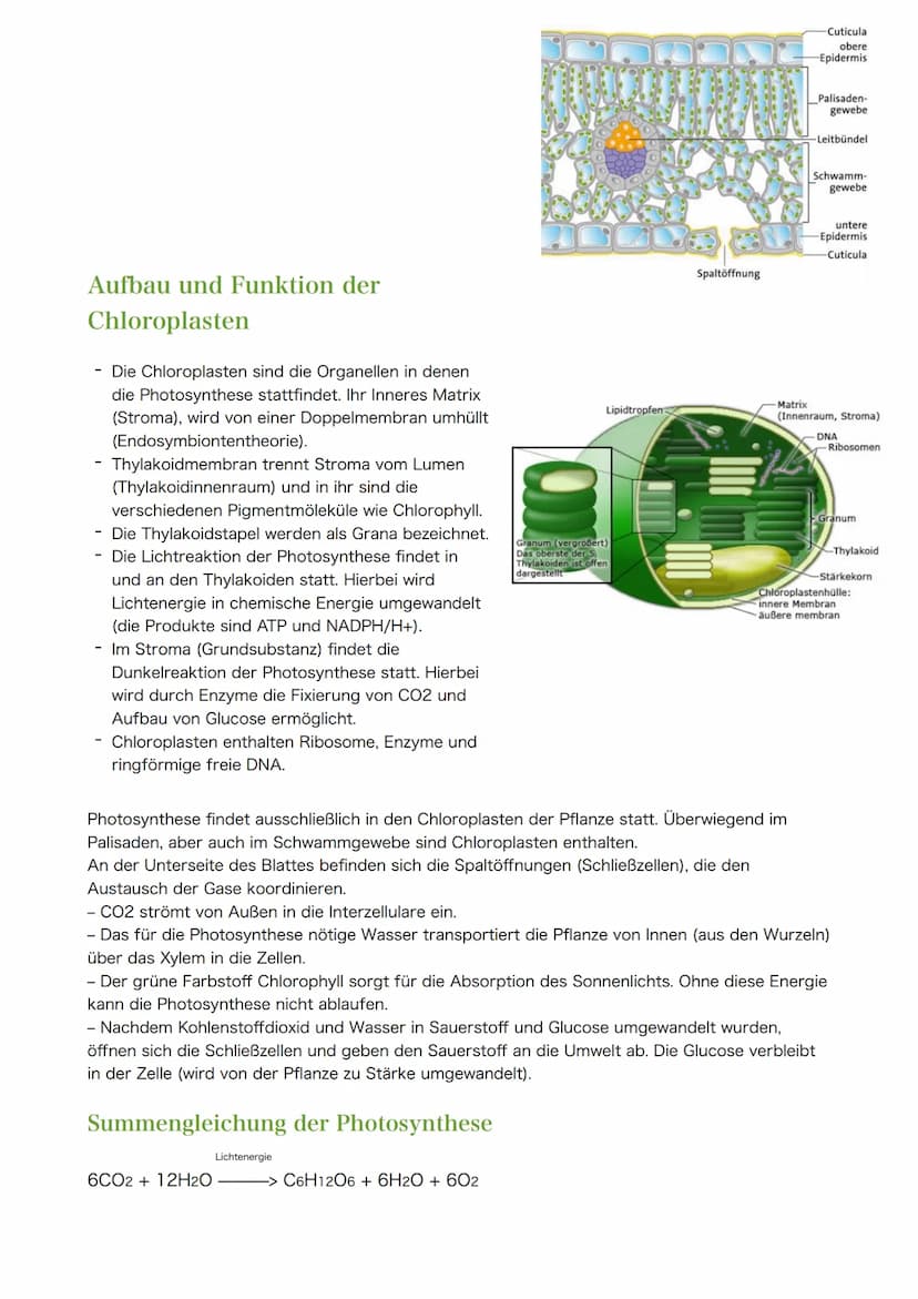 Themen zur Klausur am 30.03.2021
1. Blattaufbau & Funktion (Spaltöffnungen, Schwammgewebe, etc.)
Hinweis: Nicht Klausur- aber Abiturrelveant