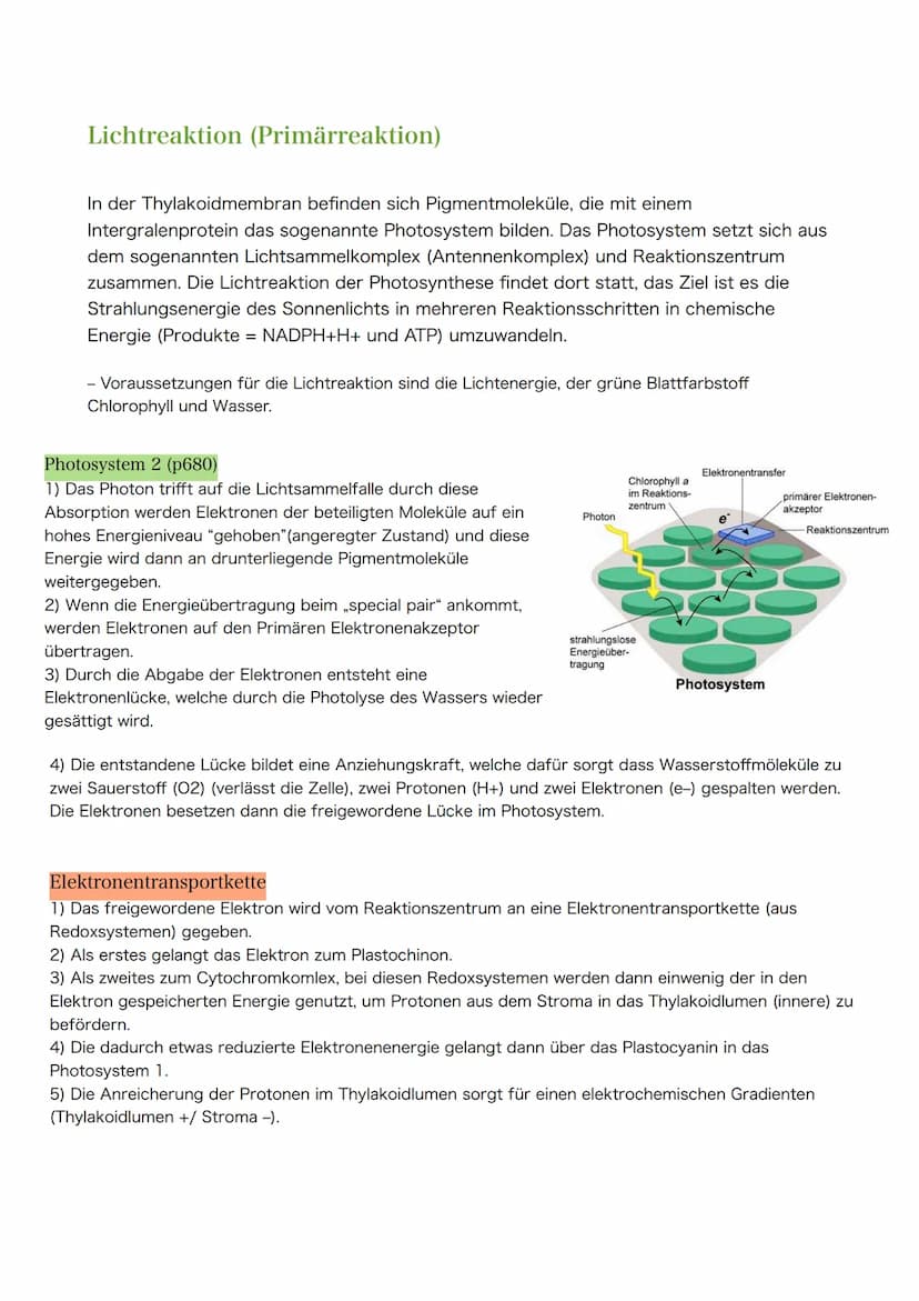 Themen zur Klausur am 30.03.2021
1. Blattaufbau & Funktion (Spaltöffnungen, Schwammgewebe, etc.)
Hinweis: Nicht Klausur- aber Abiturrelveant