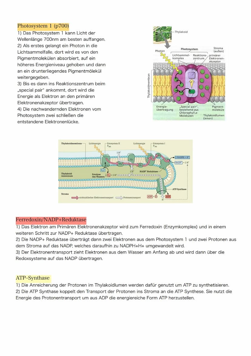 Themen zur Klausur am 30.03.2021
1. Blattaufbau & Funktion (Spaltöffnungen, Schwammgewebe, etc.)
Hinweis: Nicht Klausur- aber Abiturrelveant