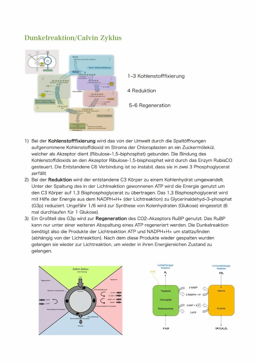 Themen zur Klausur am 30.03.2021
1. Blattaufbau & Funktion (Spaltöffnungen, Schwammgewebe, etc.)
Hinweis: Nicht Klausur- aber Abiturrelveant