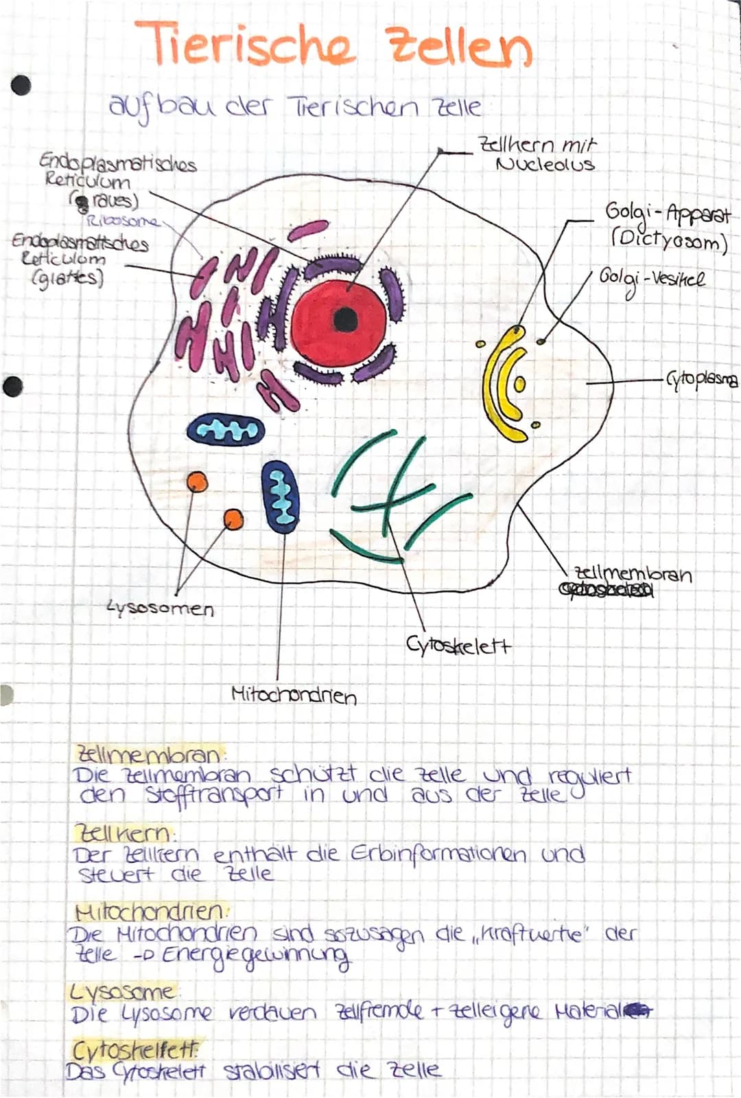 Tierische Zellen
aufbau der Tierischen Zelle
Endoplasmatisches
Reticulum
(raves)
Ribosome.
Endoplasmatisches
Leticulom
(glattes)
WA
Lysosome