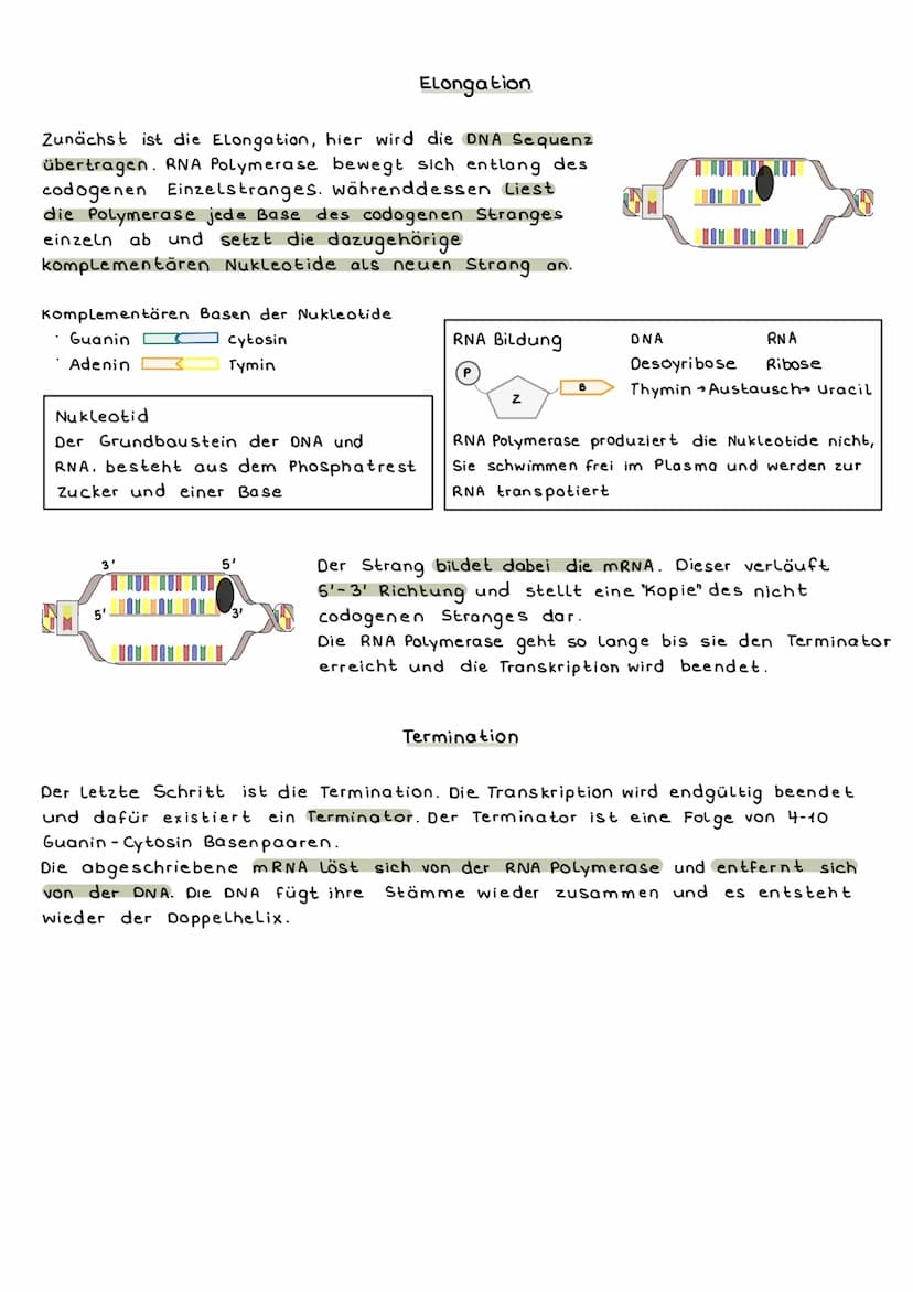 Proteinbiosynthese
Was ist das?
Proteinbiosynthese ist der Weg vom Gen zum hergestellten Protein, das
entschlüsseln des genetischen Codes.
A