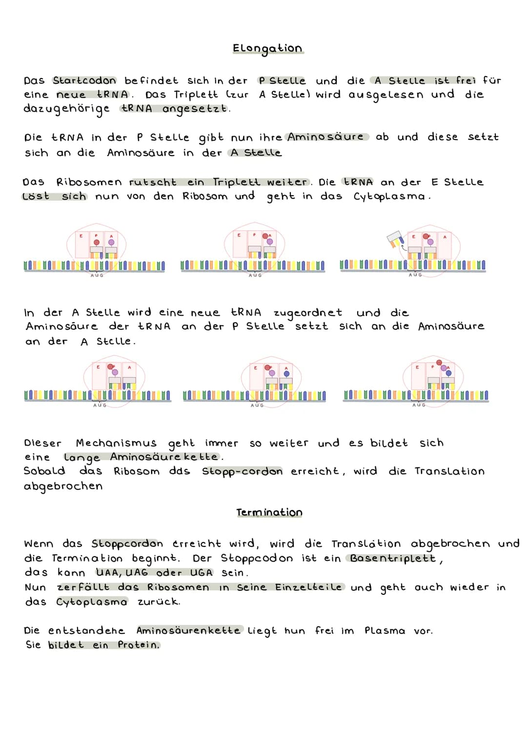 Proteinbiosynthese
Was ist das?
Proteinbiosynthese ist der Weg vom Gen zum hergestellten Protein, das
entschlüsseln des genetischen Codes.
A