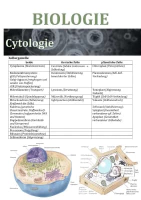 Know Biologie Abitur Zusammenfassung thumbnail