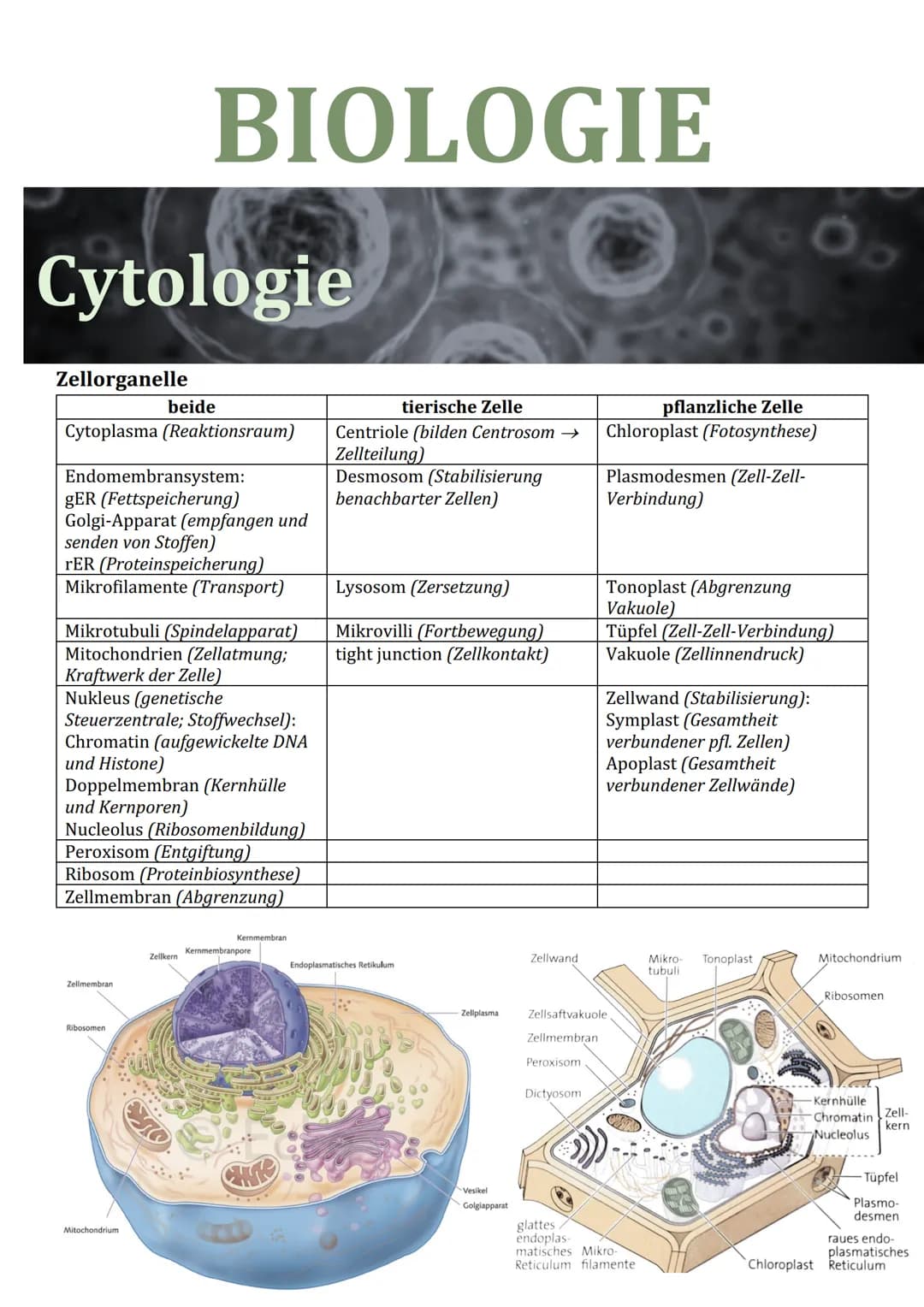 Cytologie
Zellorganelle
Cytoplasma (Reaktionsraum)
BIOLOGIE
Endomembransystem:
gER (Fettspeicherung)
Golgi-Apparat (empfangen und
senden von