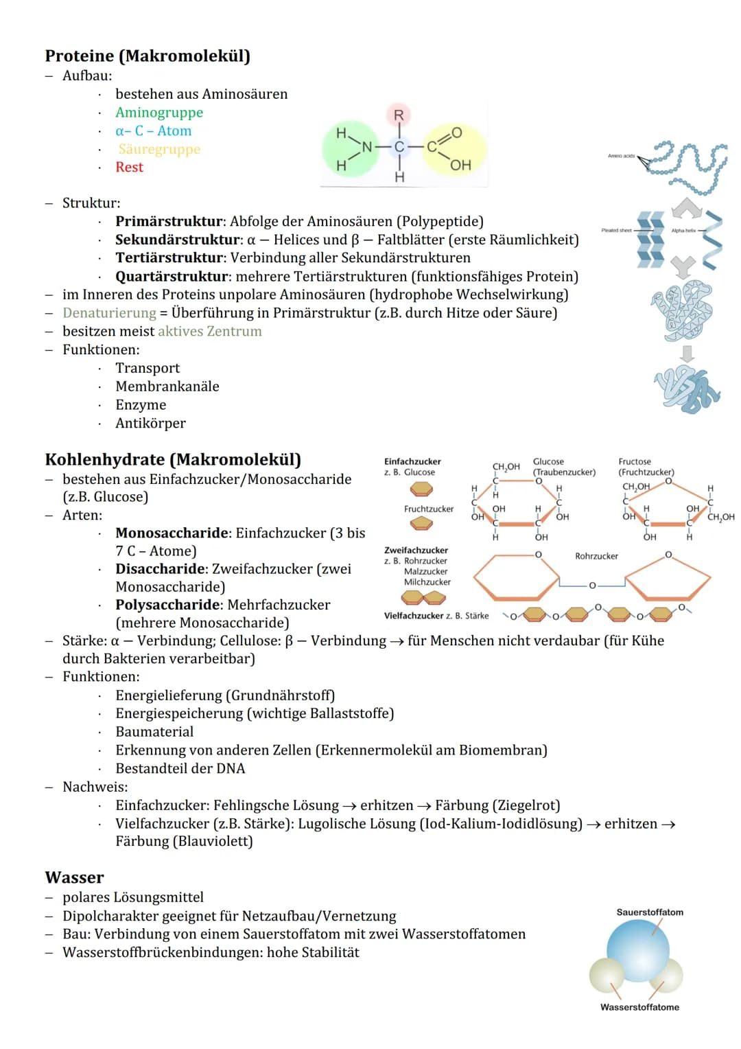 Cytologie
Zellorganelle
Cytoplasma (Reaktionsraum)
BIOLOGIE
Endomembransystem:
gER (Fettspeicherung)
Golgi-Apparat (empfangen und
senden von