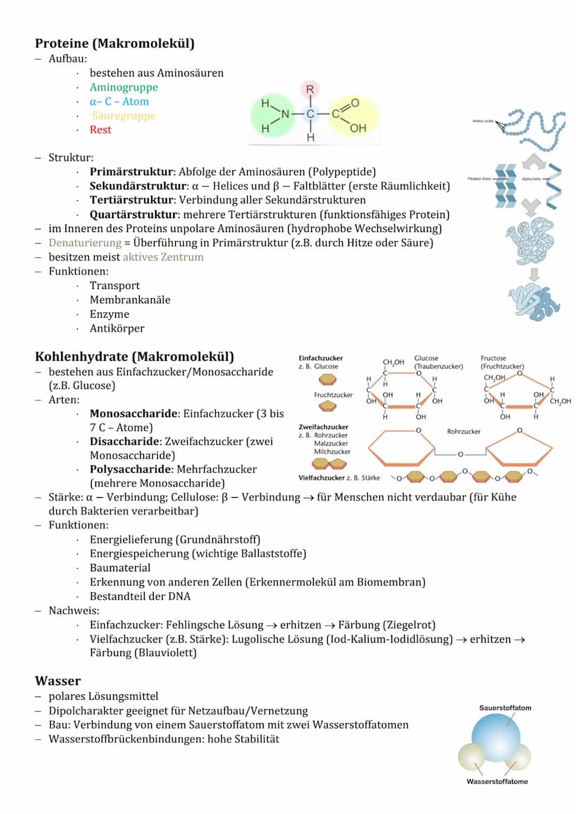 Cytologie
Zellorganelle
Cytoplasma (Reaktionsraum)
BIOLOGIE
Endomembransystem:
gER (Fettspeicherung)
Golgi-Apparat (empfangen und
senden von