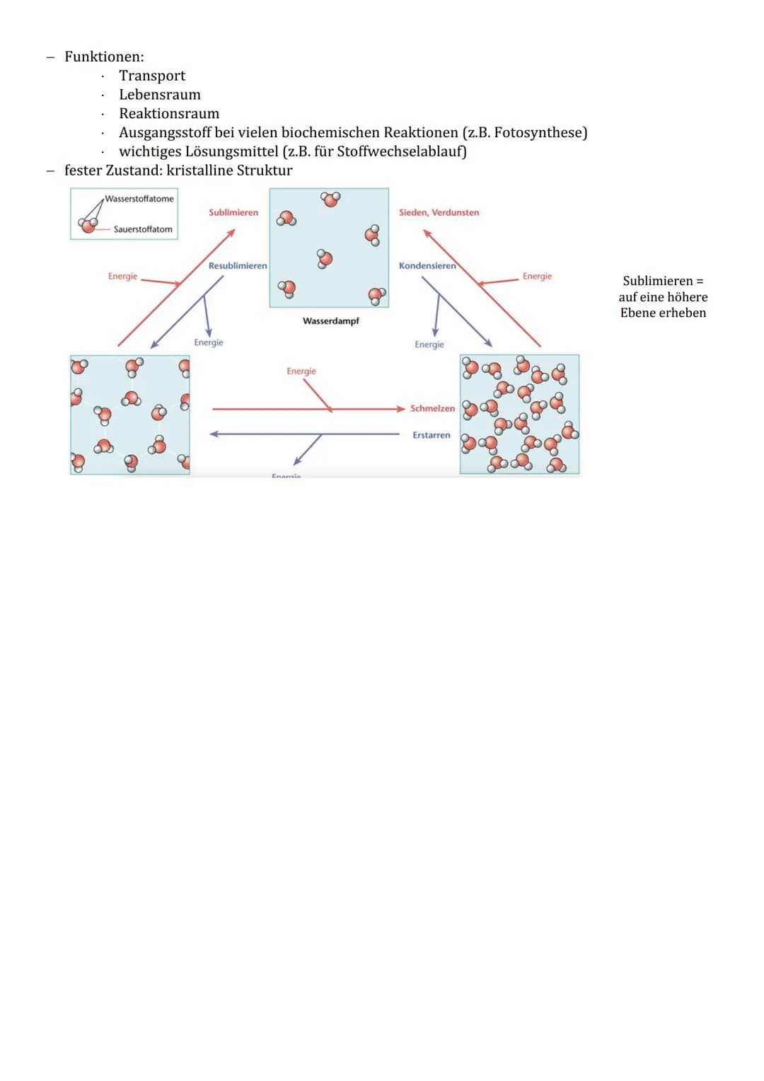 Cytologie
Zellorganelle
Cytoplasma (Reaktionsraum)
BIOLOGIE
Endomembransystem:
gER (Fettspeicherung)
Golgi-Apparat (empfangen und
senden von